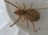 Arachnida-Solifugae